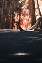 Black crow silhouette in the middle of the road in the park.