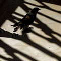 Black crow silhouette sitting on the floor in fence shadows on sunny afternoon. City birds. Gothic, spritual concept