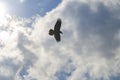 Black crow silhouette with spreaded wings