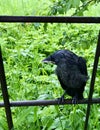 A black crow sits on a metal fence in rainy weather. Royalty Free Stock Photo