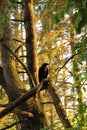 A black crow sits in a tree in a fairytale forest. pine trees in sunset light Royalty Free Stock Photo