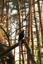 A black crow sits in a tree in a fairytale forest. pine trees in sunset light Royalty Free Stock Photo