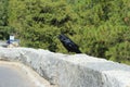 Black crow sitting along the perimeter wall of the road in Yosemite National Park, California, USA