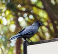 Black crow is sitting on a billboard, Tokyo, Japan. Copy space for text.