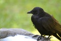 Crow perched on a bird bath