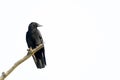 Black crow sitting on a branch of a dead tree Royalty Free Stock Photo