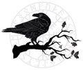 Black crow sitting on a branch of an oak tree, and Scandinavian runes