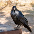 Black Crow sitting on the corner of a bench