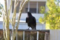 Black crow sitting on a old wooden fence