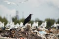 Black crow is sitting on a pile of garbage on a background of white gulls