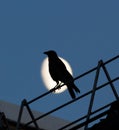 Black crow sitting on the roof and croaks against full moon at night Royalty Free Stock Photo