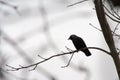 Black crow sitting on a tree branch Royalty Free Stock Photo