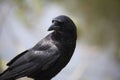 A black crow is standing Royalty Free Stock Photo