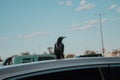 Black crow standing on a cart