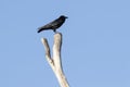 A black Crow standing on a dead tree branch with blue sky background Royalty Free Stock Photo