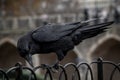 Black crow standing on a fence using its grapples while chopping with its beak Royalty Free Stock Photo