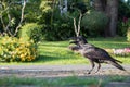 Black Crow standing on footpath