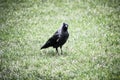 Black crow standing on a grass Royalty Free Stock Photo