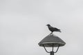 Black crow standing on the lighting,black and white. Royalty Free Stock Photo