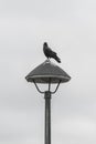 Black crow standing on the lighting,black and white. Royalty Free Stock Photo