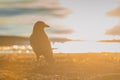 Black Crow standing on the sand on the beach with strong afternoon or evening sun just setting behind it