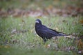 Black crow stands on grass and looking at camera.