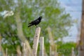 A black crow stands on a pillar and singing