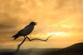 Black crow and sunset