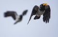 Black crow two crows fighting for food Royalty Free Stock Photo