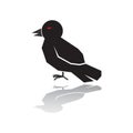 black crow. Vector illustration decorative design Royalty Free Stock Photo