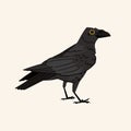 Black crow vector isolated on white background. Halloween witch character flat illustration Royalty Free Stock Photo