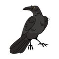 Black crow vector isolated on white background. Bird Halloween character illustration Royalty Free Stock Photo