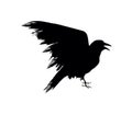 Black Crow Vector Sign Royalty Free Stock Photo