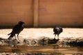 Black crow waiting at the pond under the sun