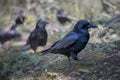 Black Crow walking. Side view of Carrion crow on the ground. Corvus corone Royalty Free Stock Photo