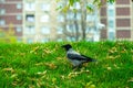 The black crow walks along the green lawn. Raven on the grass. Wild bird in the meadow. Wild animal background. Royalty Free Stock Photo