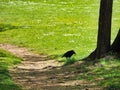 a black crow walks down the path between two trees and grass