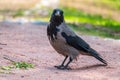 Black crow walks on green lawn. Raven on grass. Wild bird on meadow Royalty Free Stock Photo