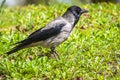 Black crow walks on green lawn. Raven on grass. Wild bird on meadow Royalty Free Stock Photo