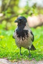 Black crow walks on green lawn. Raven on grass. Wild bird on meadow Royalty Free Stock Photo