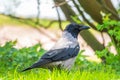 Black crow walks on green lawn. Raven on grass. Wild bird on meadow Royalty Free Stock Photo