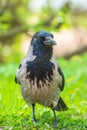 Black crow walks on green lawn. Raven on grass. Wild bird on meadow Royalty Free Stock Photo