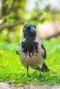 Black crow walks on green lawn. Raven on grass. Wild bird on meadow