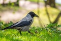 Black crow walks on green lawn. Raven on grass. Wild bird on meadow