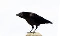 Black Crow Royalty Free Stock Photo