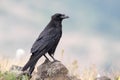 Black Crow - Zwarte Kraai - Corvus Corone - Royalty Free Stock Photo