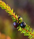 Black crowberry berries Royalty Free Stock Photo