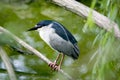 Black-crowned