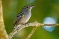 Black-crowned Antshrike - Thamnophilus atrinucha bird in the family Thamnophilidae, found in from Ecuador, Colombia, Venezuela,