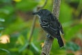 Black-crowned Antshrike - Thamnophilus atrinucha bird in the family Thamnophilidae, found in from Ecuador, Colombia, Venezuela,